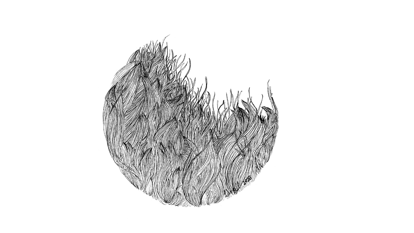 Grasse van die Veld — ink study of wild veld grasses